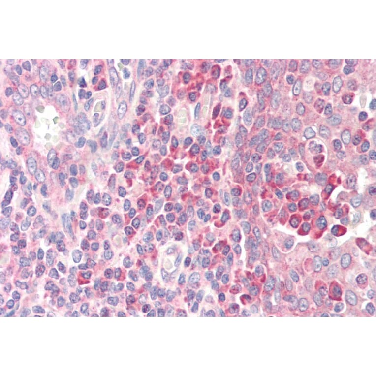 Immunohistochemistry - Anti-RPS19 Antibody (A84151) - Antibodies.com