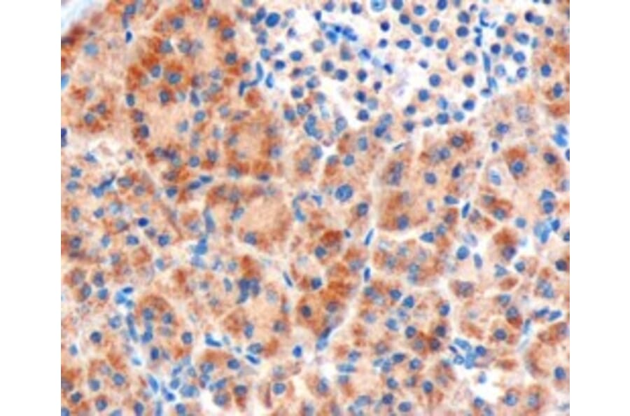 Immunohistochemistry - Anti-Frizzled 8 Antibody (A84154) - Antibodies.com