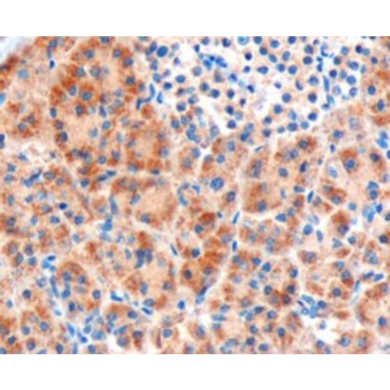 Immunohistochemistry - Anti-Frizzled 8 Antibody (A84154) - Antibodies.com