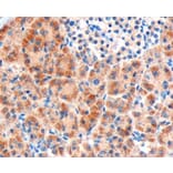 Immunohistochemistry - Anti-Frizzled 8 Antibody (A84154) - Antibodies.com