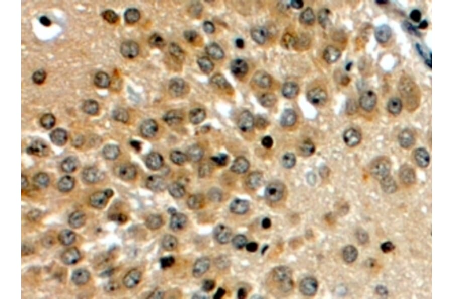 Immunohistochemistry - Anti-NOTCH3 Antibody (A84155) - Antibodies.com