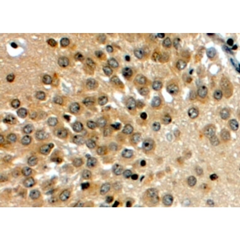Immunohistochemistry - Anti-NOTCH3 Antibody (A84155) - Antibodies.com