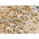 Immunohistochemistry - Anti-NOTCH3 Antibody (A84155) - Antibodies.com