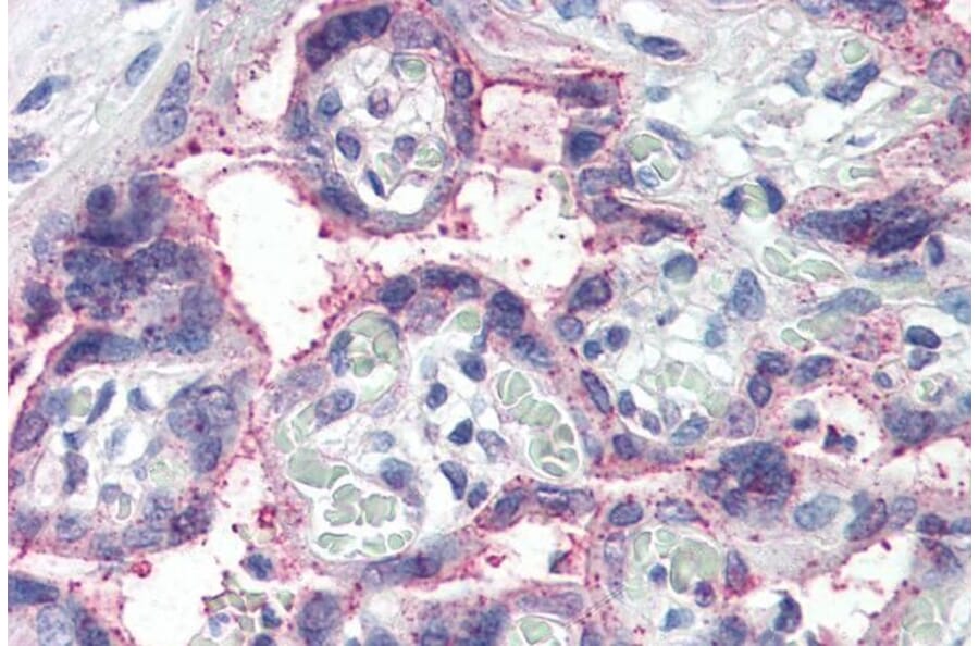 Immunohistochemistry - Anti-NOTCH3 Antibody (A84155) - Antibodies.com