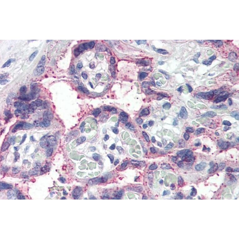 Immunohistochemistry - Anti-NOTCH3 Antibody (A84155) - Antibodies.com