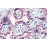 Immunohistochemistry - Anti-NOTCH3 Antibody (A84155) - Antibodies.com
