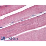 Immunohistochemistry - Anti-SNM1A Antibody (A84159) - Antibodies.com