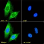 Immunofluorescence - Anti-TPH2 Antibody (A84160) - Antibodies.com