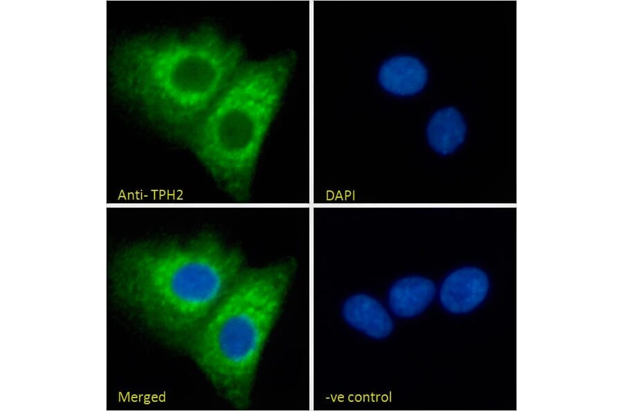Immunofluorescence - Anti-TPH2 Antibody (A84160) - Antibodies.com