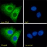 Immunofluorescence - Anti-TPH2 Antibody (A84160) - Antibodies.com