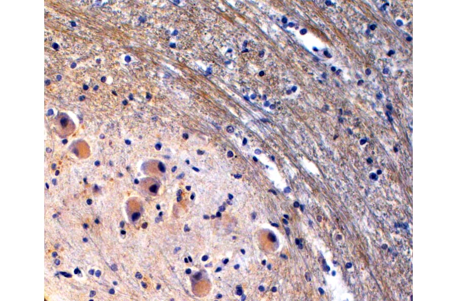 Immunohistochemistry - Anti-TPH2 Antibody (A84160) - Antibodies.com