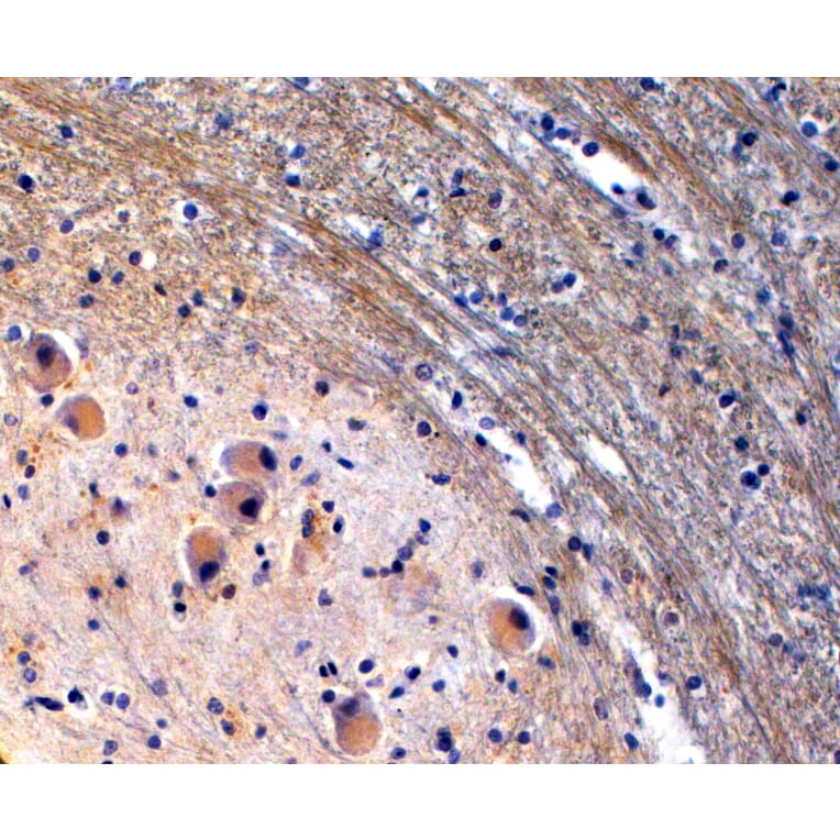Immunohistochemistry - Anti-TPH2 Antibody (A84160) - Antibodies.com