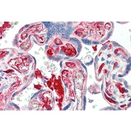 Immunohistochemistry - Anti-KIAA0319 Antibody (A84163) - Antibodies.com