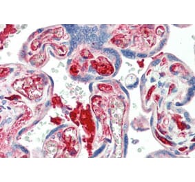 Immunohistochemistry - Anti-KIAA0319 Antibody (A84163) - Antibodies.com