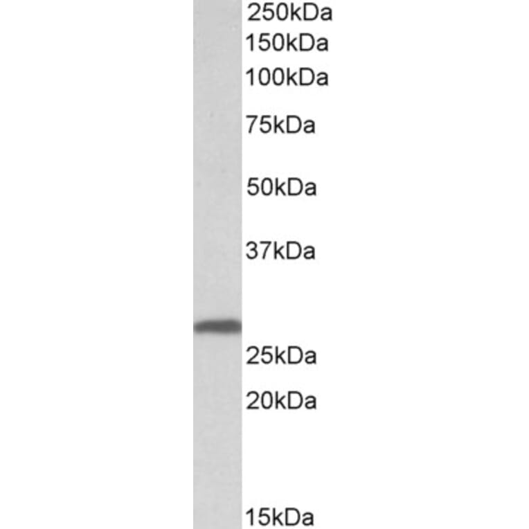 Western Blot - Anti-14-3-3 sigma/SFN Antibody (A84164) - Antibodies.com