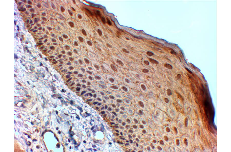 Immunohistochemistry - Anti-14-3-3 sigma/SFN Antibody (A84164) - Antibodies.com