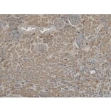 Immunohistochemistry - Anti-VPS25 Antibody (A84166) - Antibodies.com