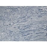 Immunohistochemistry - Anti-VPS25 Antibody (A84166) - Antibodies.com