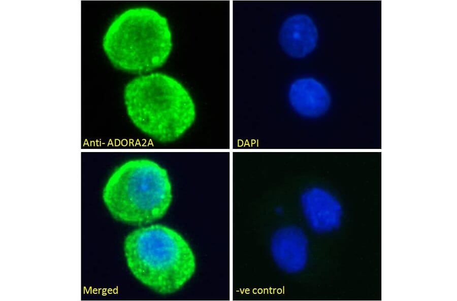 Immunofluorescence - Anti-Adenosine A2a Receptor Antibody (A84167) - Antibodies.com