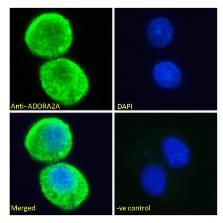 Immunofluorescence - Anti-Adenosine A2a Receptor Antibody (A84167) - Antibodies.com