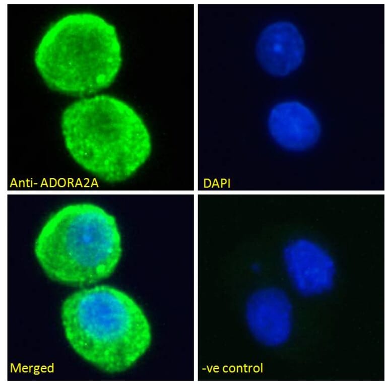 Immunofluorescence - Anti-Adenosine A2a Receptor Antibody (A84167) - Antibodies.com