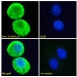 Immunofluorescence - Anti-Adenosine A2a Receptor Antibody (A84167) - Antibodies.com