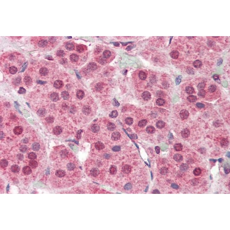 Immunohistochemistry - Anti-PARP2 Antibody (A84168) - Antibodies.com