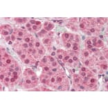 Immunohistochemistry - Anti-PARP2 Antibody (A84168) - Antibodies.com