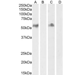 Western Blot - Anti-CD14 Antibody (A84169) - Antibodies.com