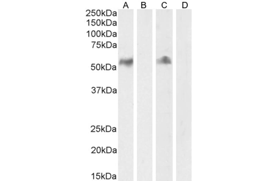 Western Blot - Anti-CD14 Antibody (A84169) - Antibodies.com