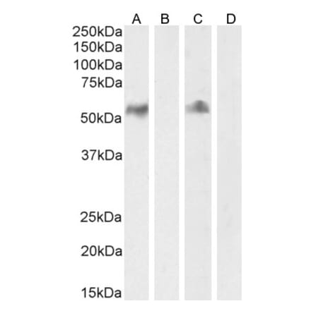 Western Blot - Anti-CD14 Antibody (A84169) - Antibodies.com