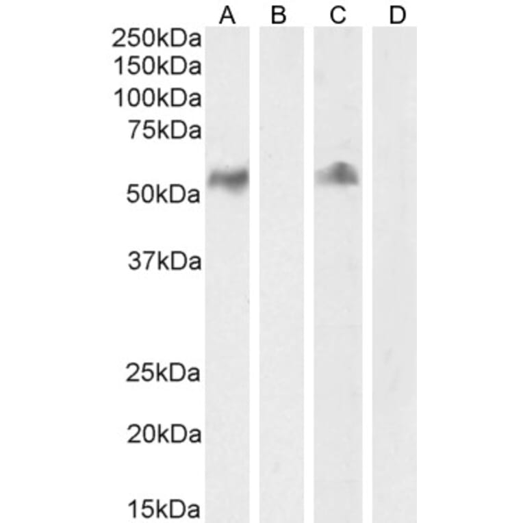 Western Blot - Anti-CD14 Antibody (A84169) - Antibodies.com