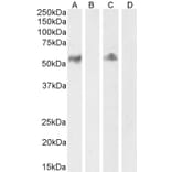 Western Blot - Anti-CD14 Antibody (A84169) - Antibodies.com