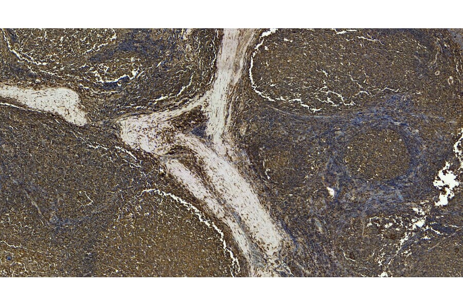 Immunohistochemistry - Anti-CD14 Antibody (A84169) - Antibodies.com