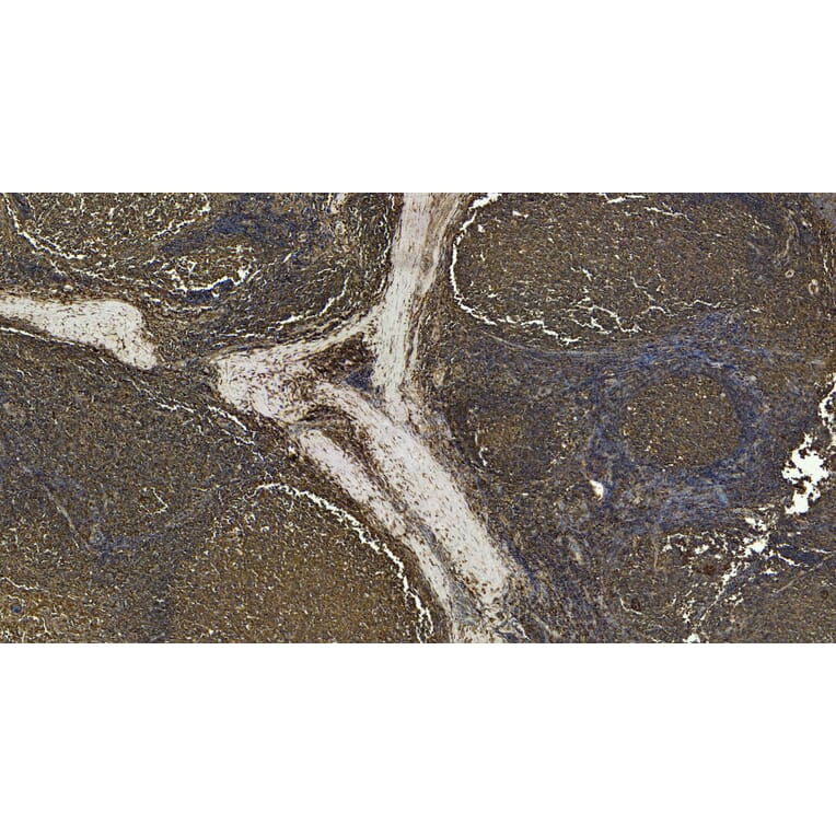 Immunohistochemistry - Anti-CD14 Antibody (A84169) - Antibodies.com