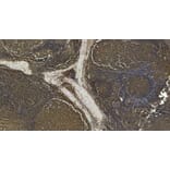 Immunohistochemistry - Anti-CD14 Antibody (A84169) - Antibodies.com