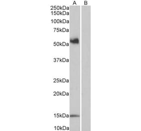 Western Blot - Anti-CD14 Antibody (A84169) - Antibodies.com