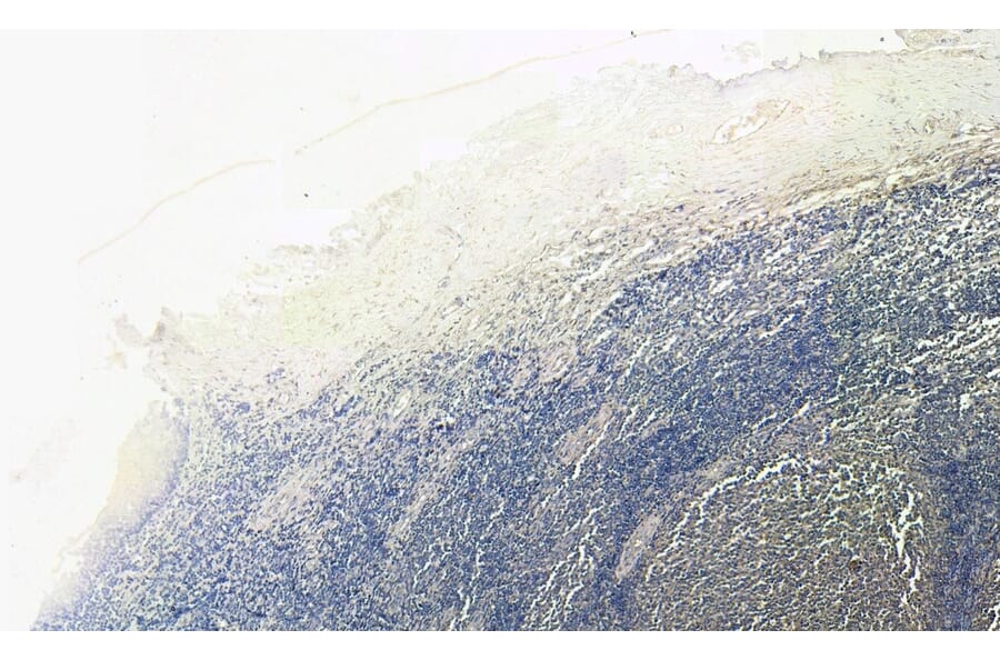 Immunohistochemistry - Anti-CD14 Antibody (A84169) - Antibodies.com