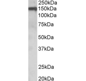 Western Blot - Anti-Oligodendrocyte Myelin Glycoprotein Antibody (A84170) - Antibodies.com