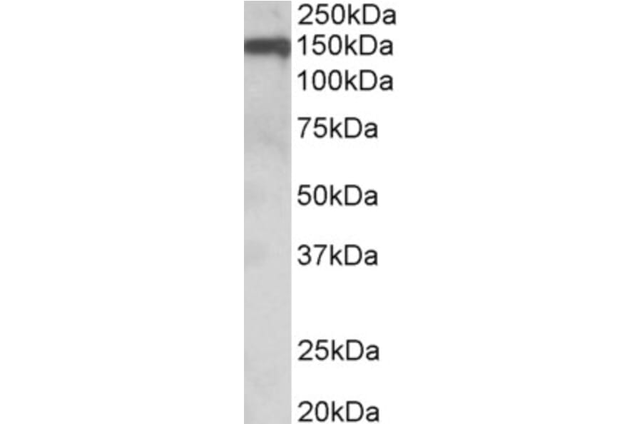 Western Blot - Anti-Oligodendrocyte Myelin Glycoprotein Antibody (A84170) - Antibodies.com