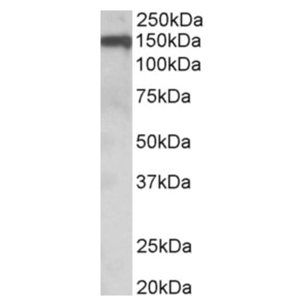 Western Blot - Anti-Oligodendrocyte Myelin Glycoprotein Antibody (A84170) - Antibodies.com