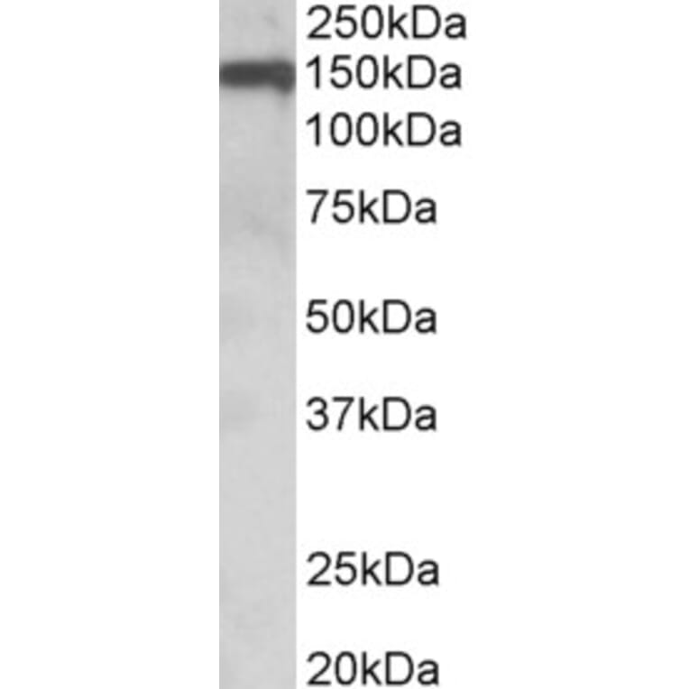 Western Blot - Anti-Oligodendrocyte Myelin Glycoprotein Antibody (A84170) - Antibodies.com