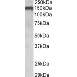 Western Blot - Anti-Oligodendrocyte Myelin Glycoprotein Antibody (A84170) - Antibodies.com
