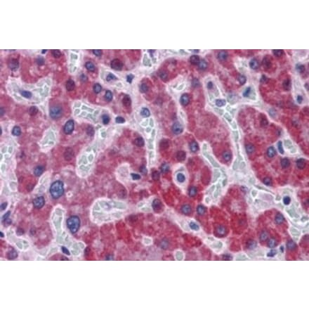 Immunohistochemistry - Anti-SCD1 Antibody (A84171) - Antibodies.com