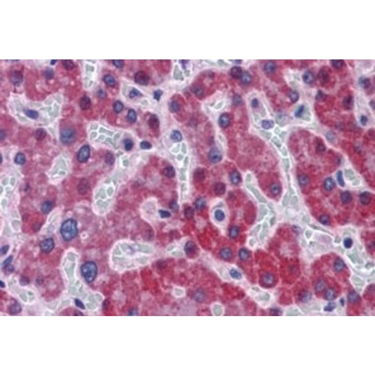 Immunohistochemistry - Anti-SCD1 Antibody (A84171) - Antibodies.com