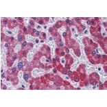 Immunohistochemistry - Anti-SCD1 Antibody (A84171) - Antibodies.com