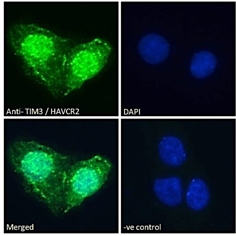Immunofluorescence - Anti-TIM 3 Antibody (A84174) - Antibodies.com