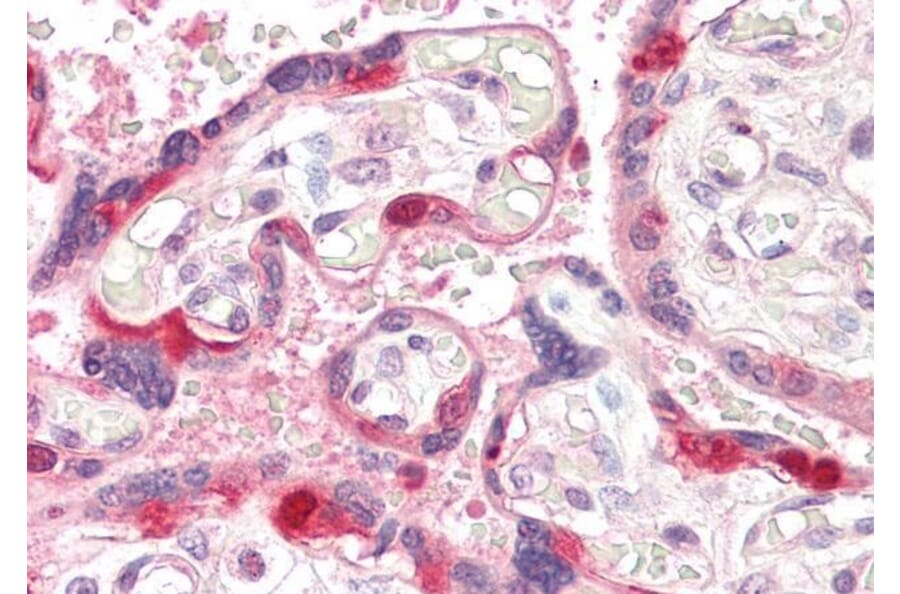 Immunohistochemistry - Anti-ARHGEF5 Antibody (A84175) - Antibodies.com