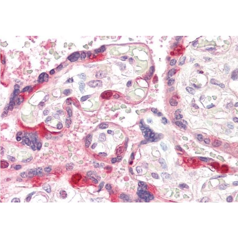 Immunohistochemistry - Anti-ARHGEF5 Antibody (A84175) - Antibodies.com