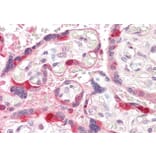 Immunohistochemistry - Anti-ARHGEF5 Antibody (A84175) - Antibodies.com